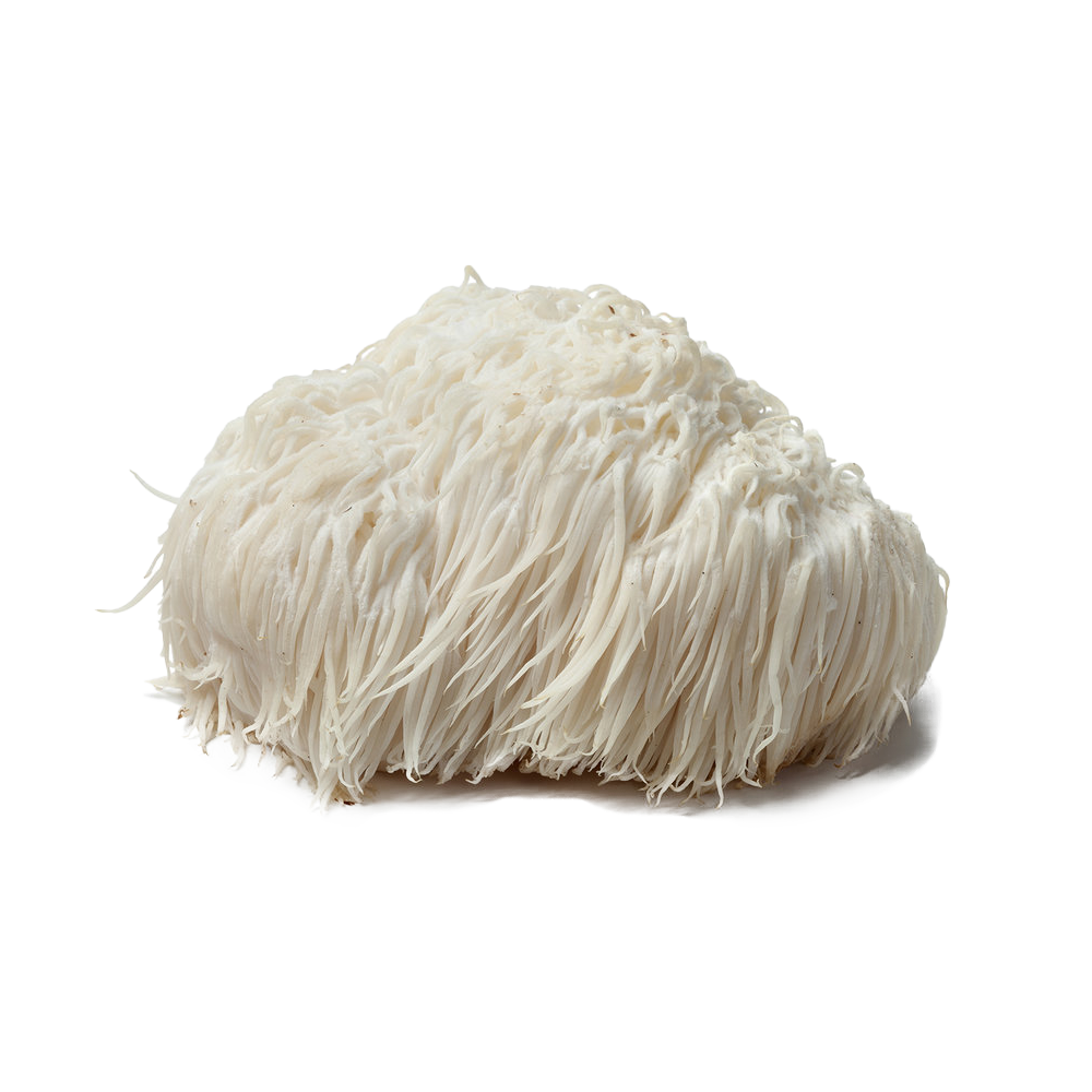 Lion's Mane Mushroom